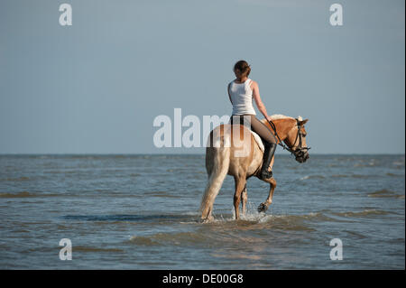 Frau auf einem Haflinger-Pferd durchs Wasser, St. Peter-Ording, Schleswig-Holstein Stockfoto