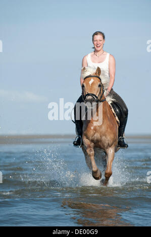 Frau auf einem Haflinger-Pferd durchs Wasser, St. Peter-Ording, Schleswig-Holstein Stockfoto