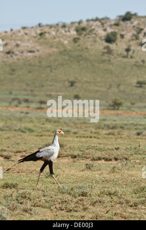 Sekretärin-Vogel [Schütze Sepentarius], Masai-Land, Kenia. Stockfoto