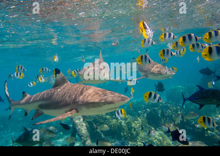 Schwarz-bestückte Riffhaie (Carcharhinus Melanopterus) schwimmen inmitten von Pacific Double-Sattel Butterflyfish (Chaetodontidae Ulietensis), in der Lagune, Huahine, Französisch-Polynesien Stockfoto