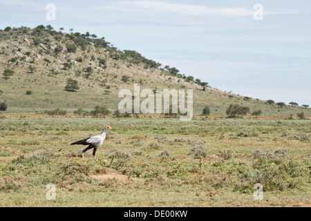 Sekretärin-Vogel [Schütze Sepentarius], Masai-Land, Kenia. Stockfoto