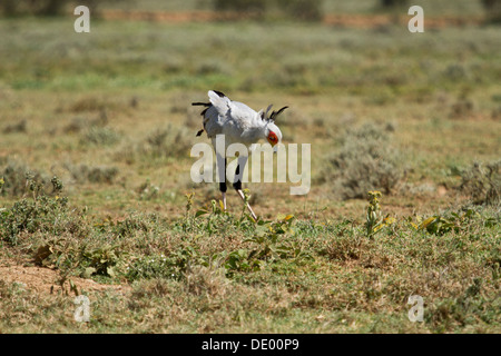 Sekretärin-Vogel [Schütze Sepentarius], Masai-Land, Kenia. Stockfoto