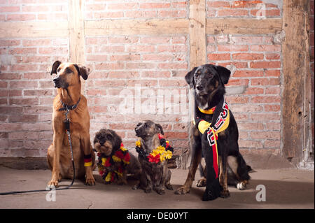 4 Hunde tragen Outfits in den deutschen Nationalfarben, schwarz-rot-gold Stockfoto