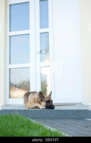 Malinois oder belgischen Schäferhund liegend vor einer Tür Stockfoto