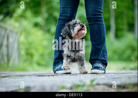 Rauhaar Dackel stehend auf einer Frau Fuß, Trick-Hund Stockfoto