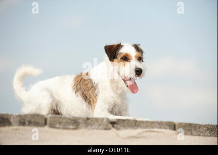 Parson Russell Terrier liegend Stockfoto