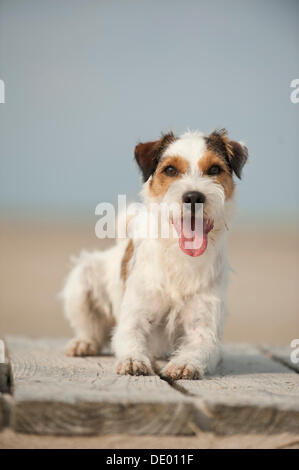 Parson Russell Terrier liegend Stockfoto