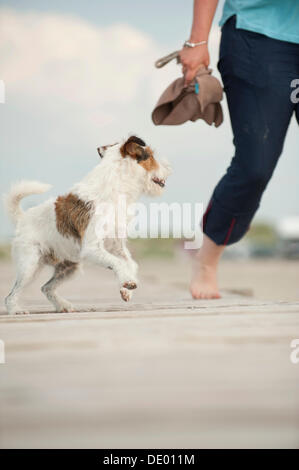 Parson Russell Terrier und eine Frau zu Fuß entlang einer Mole Stockfoto