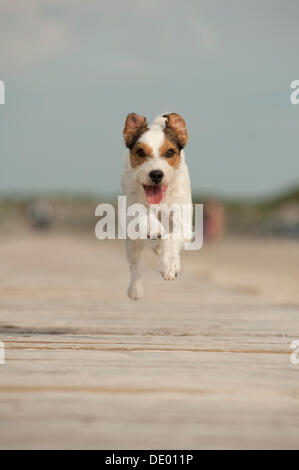 Parson Russell Terrier, die entlang einem pier Stockfoto