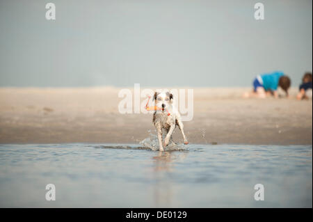 Parson Russell Terrier spielen am Strand Stockfoto