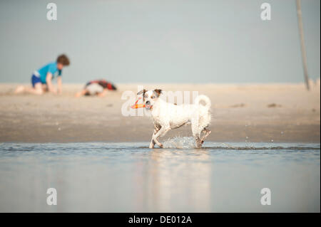 Parson Russell Terrier spielen am Strand Stockfoto