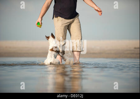 Parson Russell Terrier spielen mit dem Hundebesitzer am Strand Stockfoto