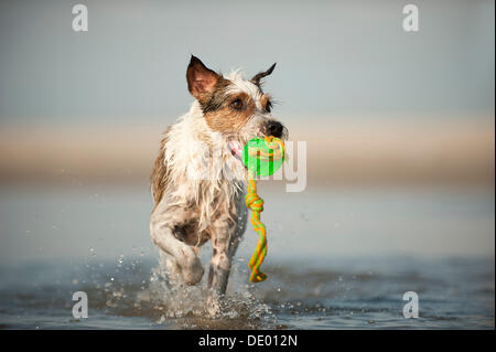 Parson Russell Terrier spielen am Strand Stockfoto