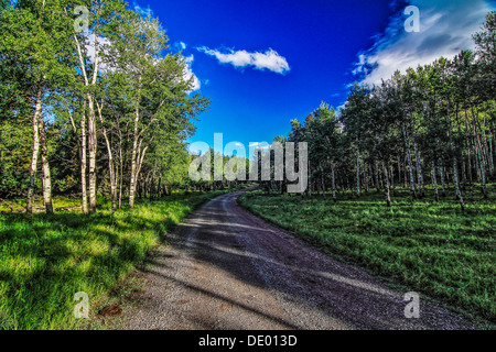 Szenische Landstraße durch den Wald mit einem dramatischen blauen Himmel und weiße Wolken. Scharfe und lebendige Farben des Himmels und Bäume. Stockfoto