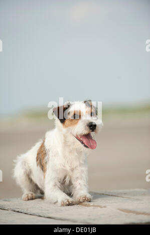 Parson Russell Terrier liegend Stockfoto