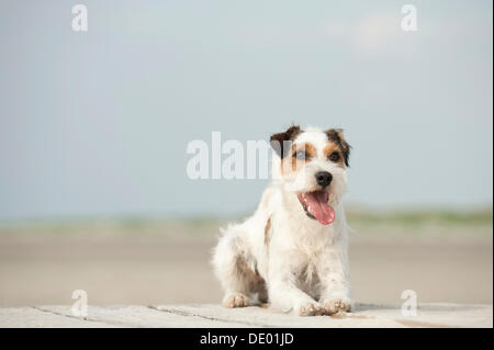 Parson Russell Terrier liegend Stockfoto