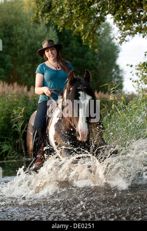 Frau reitet auf Irish Tinker durch Wasser Stockfoto