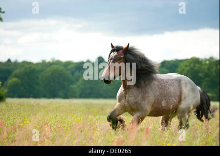 Belgische Zugpferd im Galopp über eine Wiese Stockfoto