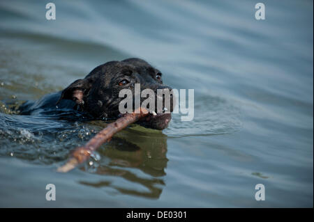 Alte englische Staffordshire Bull Terrier Hund holen einen Stock im Wasser Stockfoto