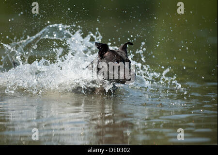 Alte englische Staffordshire Bull Terrier Hund ins Wasser springen Stockfoto