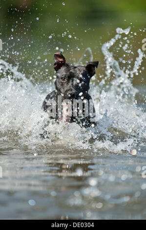 Alte englische Staffordshire Bull Terrier Hund läuft durch das Wasser Stockfoto