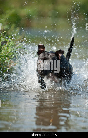 Alte englische Staffordshire Bull Terrier Hund läuft durch das Wasser Stockfoto