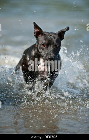 Alte englische Staffordshire Bull Terrier Hund läuft durch das Wasser Stockfoto