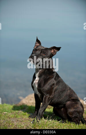 Alte englische Staffordshire Bull Terrier Hund sitzen am Ufer des Sees Stockfoto