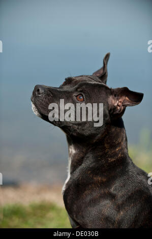 Porträt eines Hundes, alte englische Staffordshire Bull Terrier Stockfoto