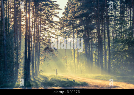 Abend-Wald mit Sonne und Volumen Licht Stockfoto