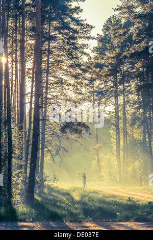 Abend-Wald mit Sonne und Volumen Licht Stockfoto