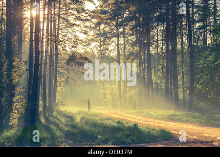 Abend-Wald mit Sonne und Volumen Licht Stockfoto