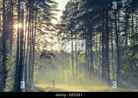 Abend-Wald mit Sonne und Volumen Licht Stockfoto