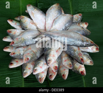 Haufen von Ilish Frischfisch von Südost-Asien Stockfoto