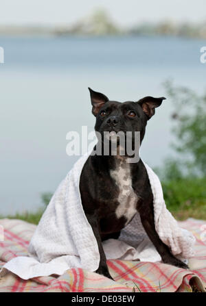 Alte englische Staffordshire Bull Terrier Hund sitzen am Ufer des Sees in ein Handtuch gewickelt Stockfoto