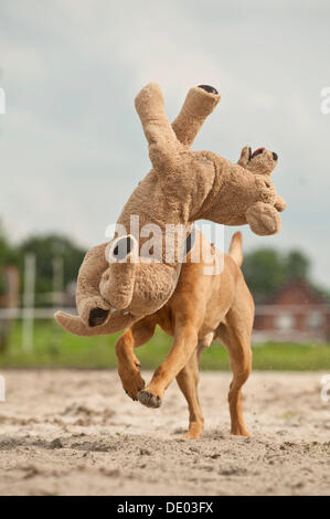 Rhodesian Ridgeback Mischling Hund ein Stofftier holen Stockfoto