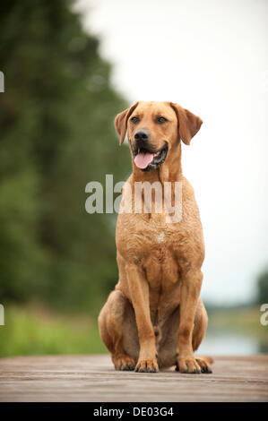 Rhodesian Ridgeback Mischling Hund sitzt auf einem dock Stockfoto