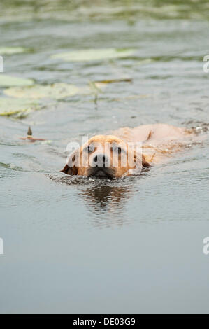 Rhodesian Ridgeback Rasse Hund schwimmen gemischt Stockfoto