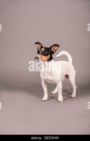 Jack Russell Terrier, stehend Stockfoto