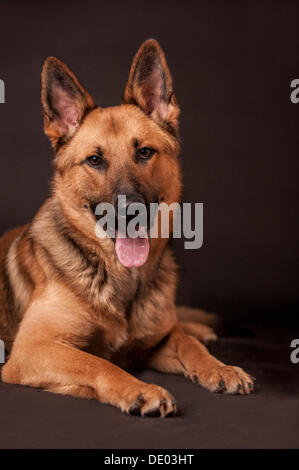 Schäferhund-Mix, liegend Stockfoto