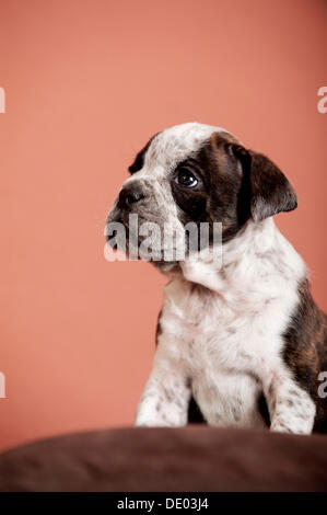 Olde English Bulldogge, Welpen sitzen Stockfoto