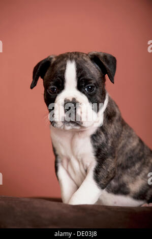 Olde English Bulldogge, Welpen sitzen Stockfoto
