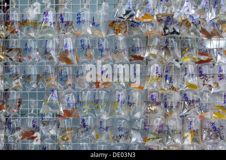 Beu Leben Haustier Fisch zum Verkauf an Goldfish Market, Tung Choi Street North, Mong Kok, Kowloon, Hong Kong, China Stockfoto