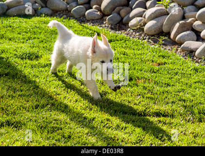 Platin farbige Golden Retriever Welpen (11 Wochen) laufen gerne auf dem Hinterhof grünen Rasen Stockfoto