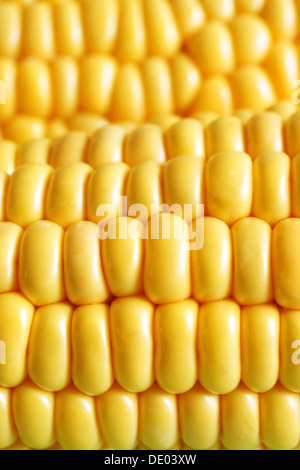 Mais auf die Cob-Kerne in Nahaufnahme mit selektiven Fokus auf führende Kernel Stockfoto