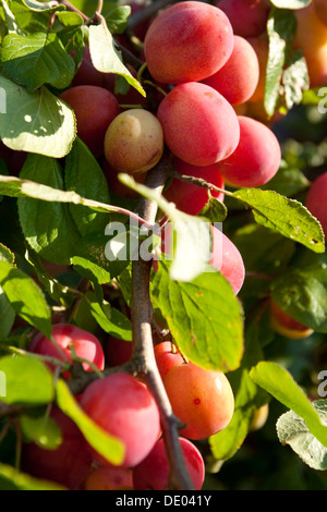 Victoria-Pflaumen Anfang September Schottland. Stockfoto