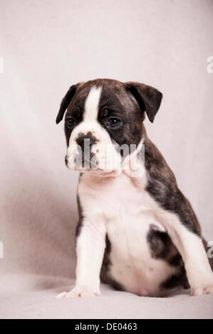 Olde English Bulldogge, Welpen sitzen Stockfoto