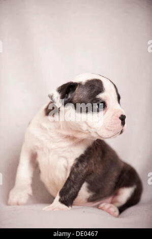Olde English Bulldogge, Welpen sitzen Stockfoto