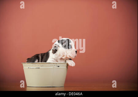 Olde English Bulldogge, Welpen liegen in einer Schüssel Stockfoto