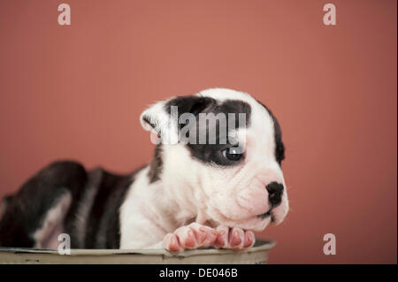 Olde English Bulldogge, Welpen liegen in einer Schüssel Stockfoto